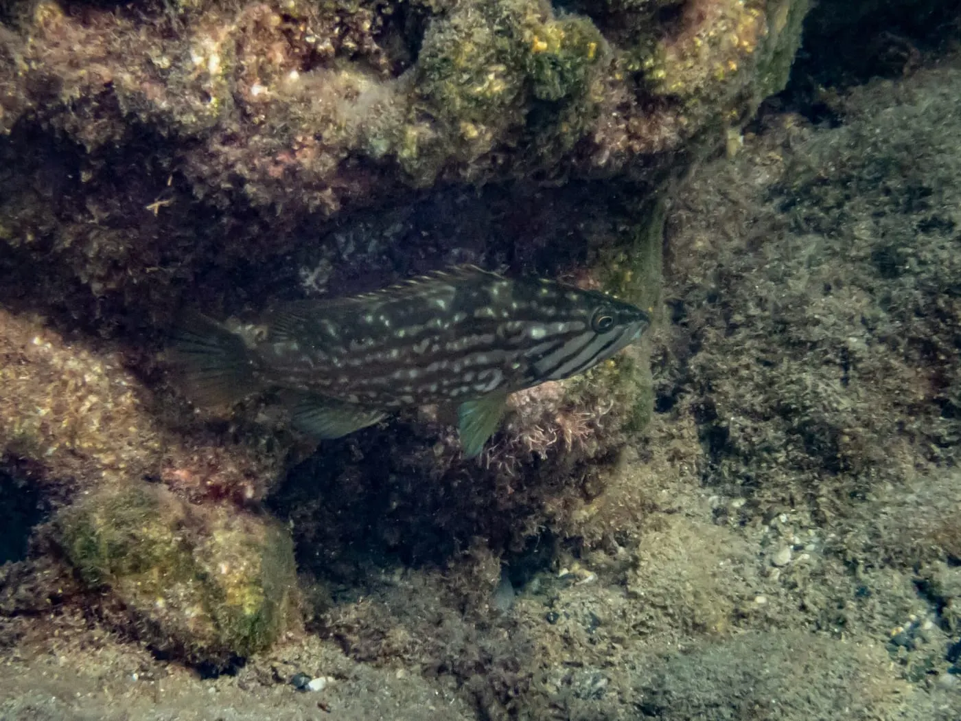 Anfós jueu (Mycteroperca rubra)