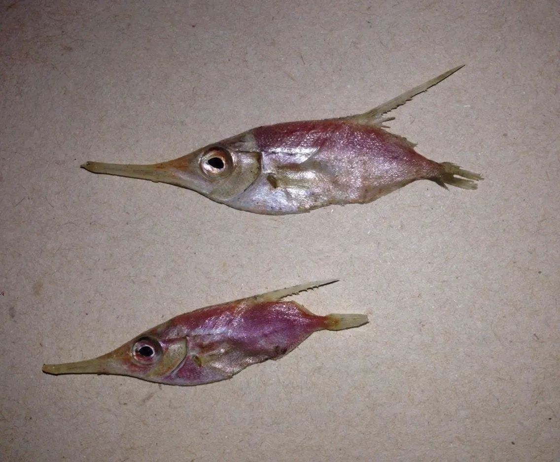 Flauteret (Macroramphosus scolopax)