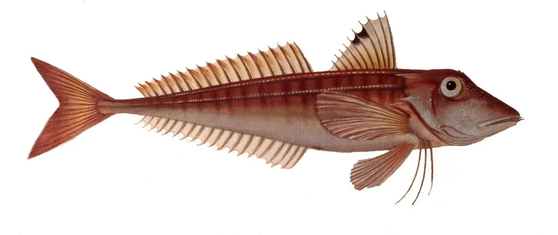 Lluerna roja (Chelidonichthys cuculus)