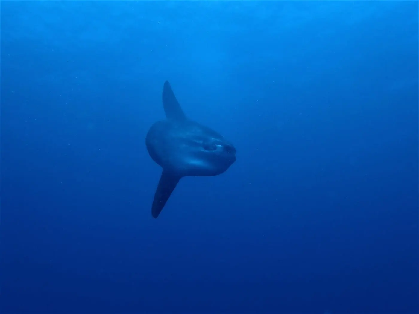 Bot (Mola mola)