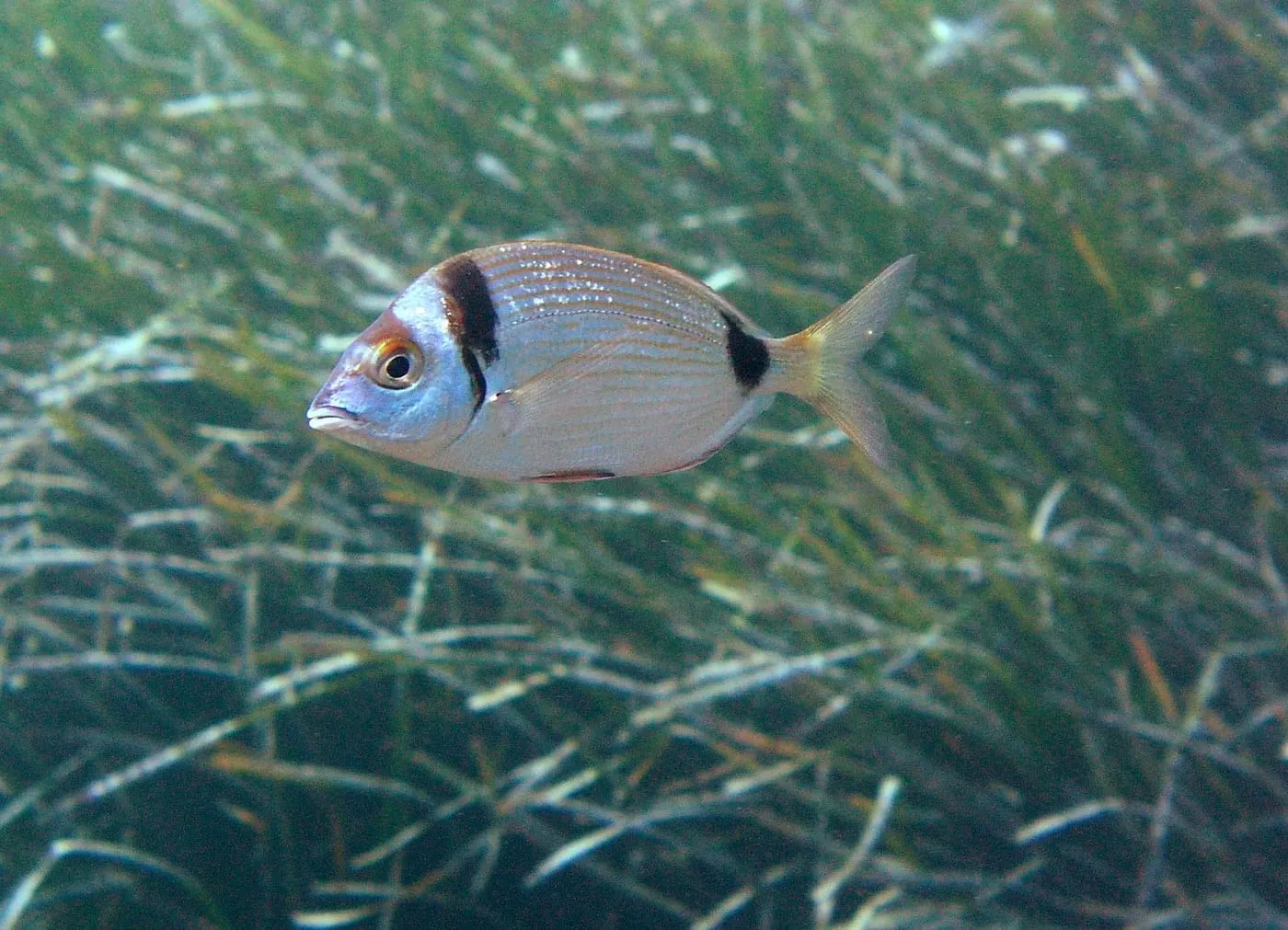 Variada (Diplodus vulgaris)