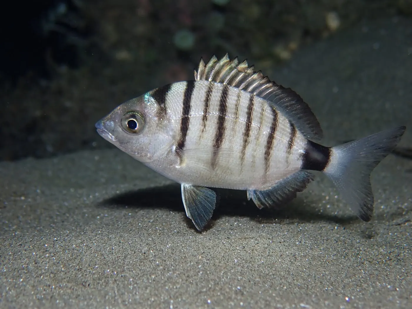 Morruda (Diplodus puntazzo)