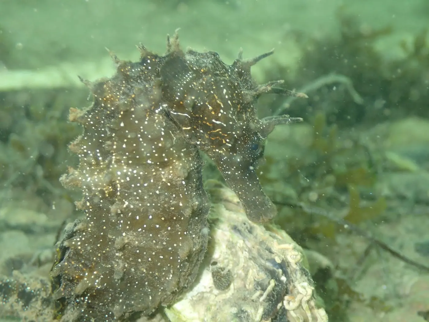Cavall de mar (Hippocampus guttulatus)