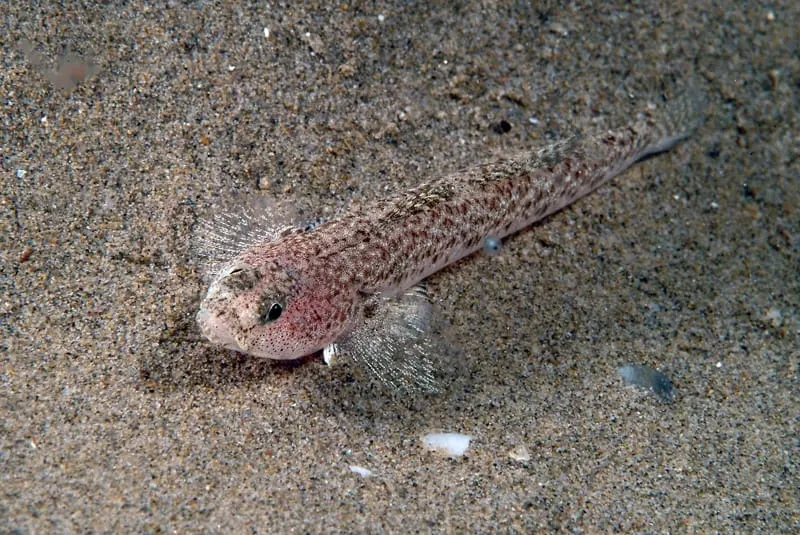 Gobi tacat (Pomatoschistus marmoratus)