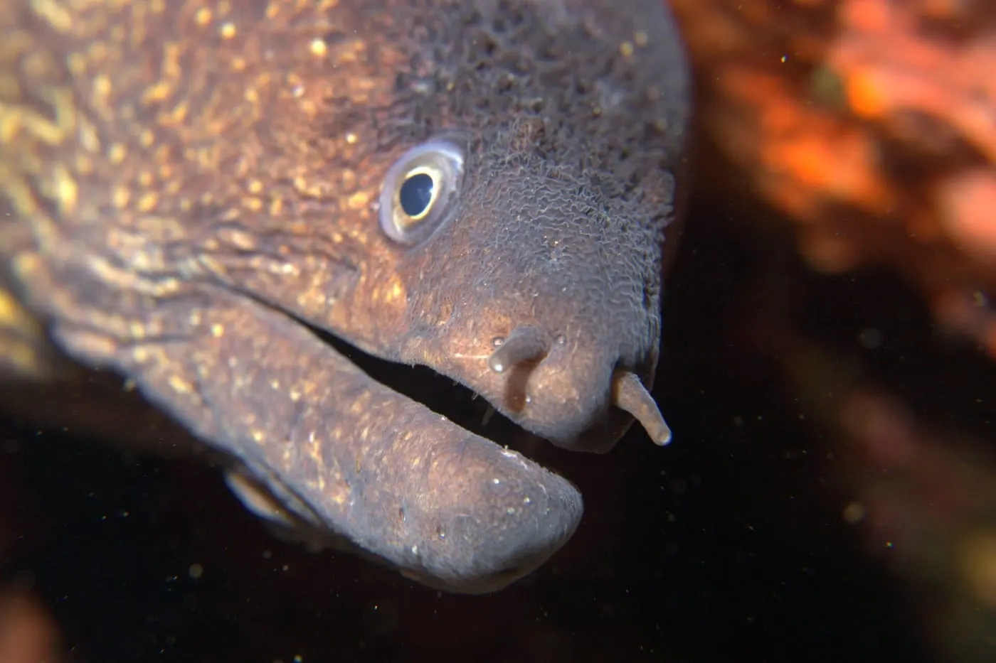 Morena (Muraena helena)