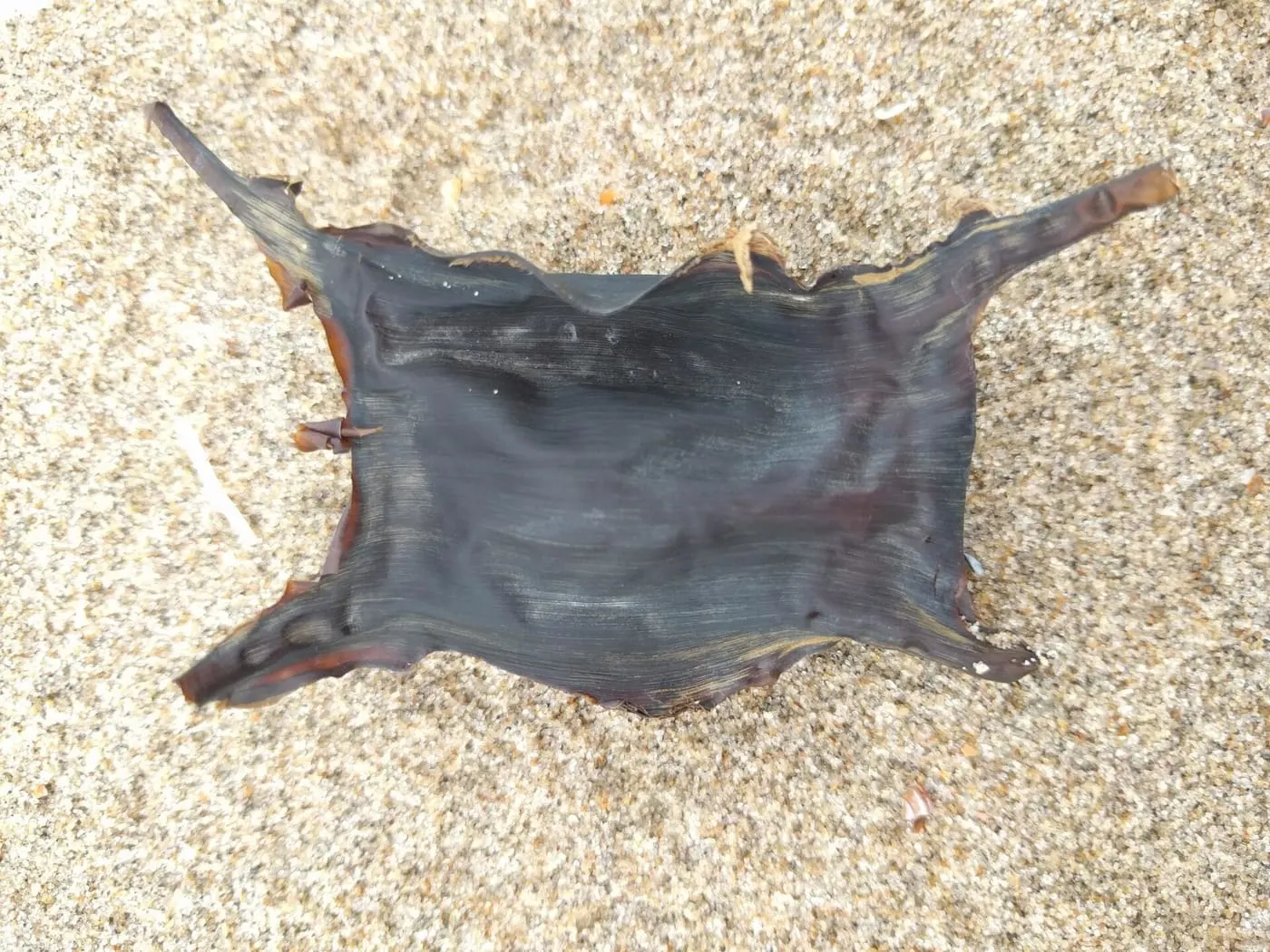 Rajada de clavells (Raja clavata)