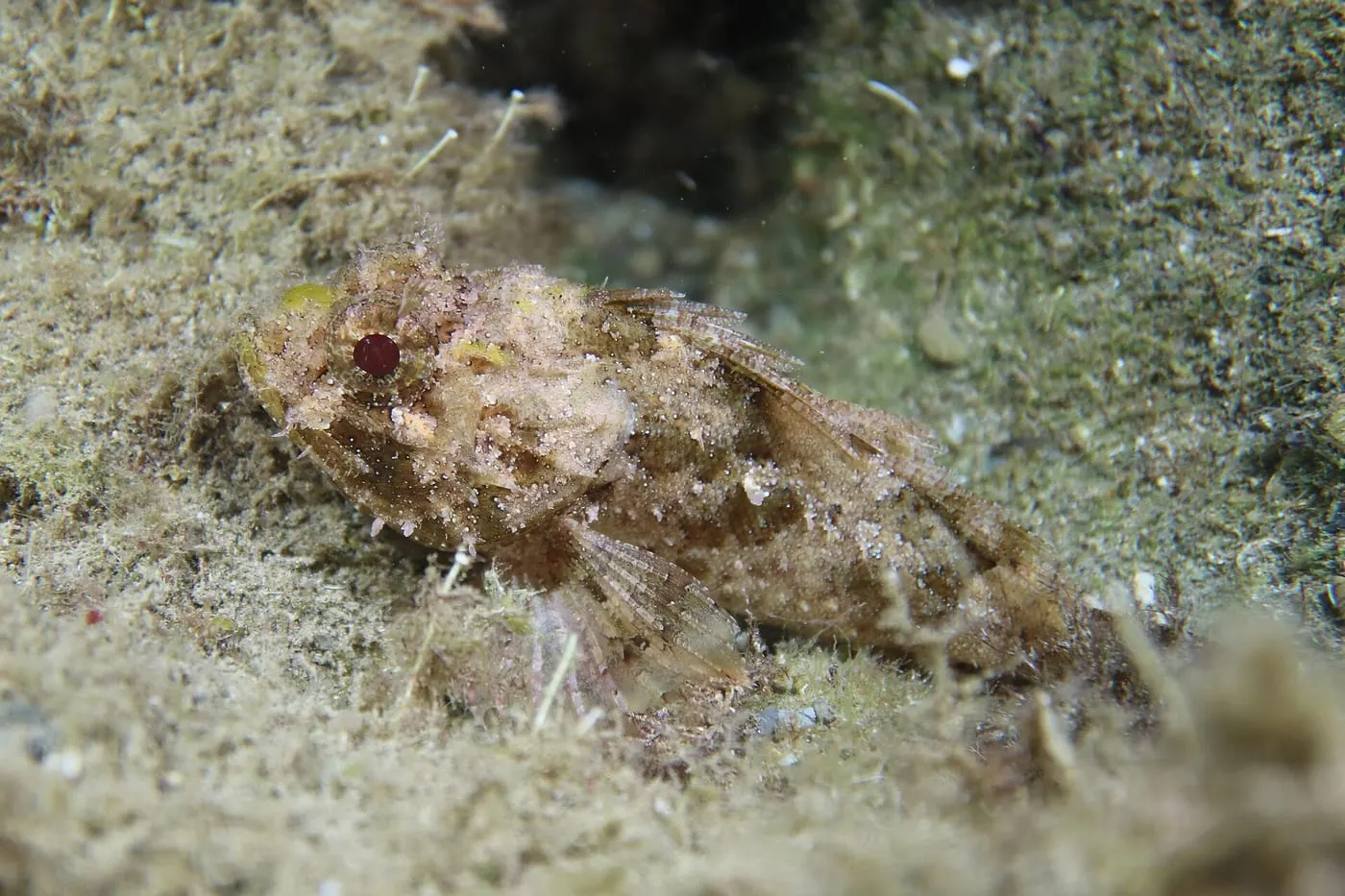 Escórpora fosca (Scorpaena porcus)
