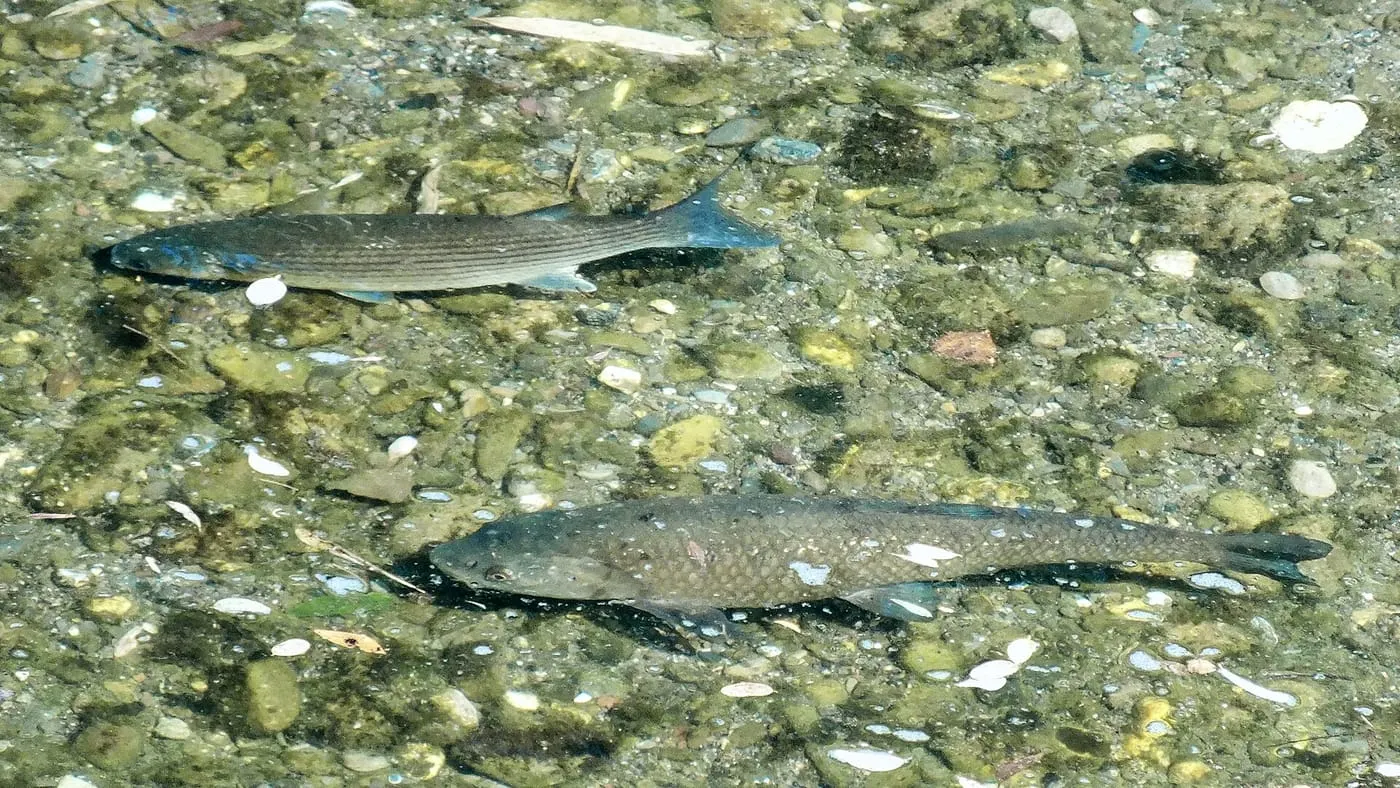 Llissa llobarrera (Mugil cephalus)