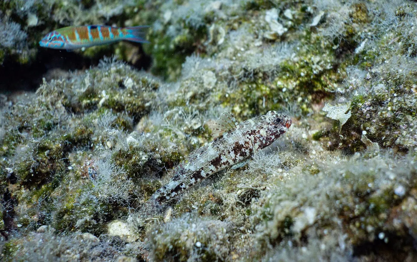 Gòbit vermell (Gobius cruentatus)