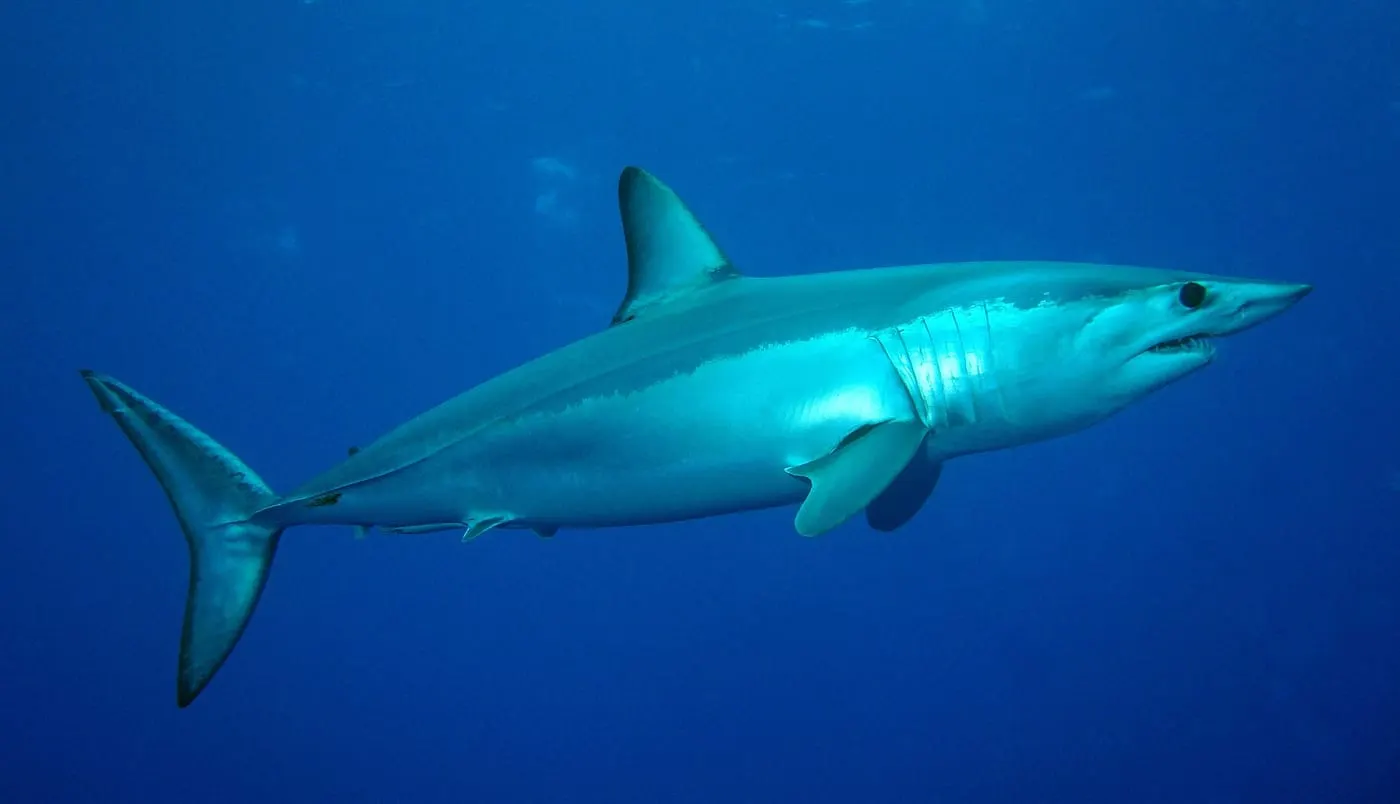 Solraig ver (Isurus oxyrinchus)