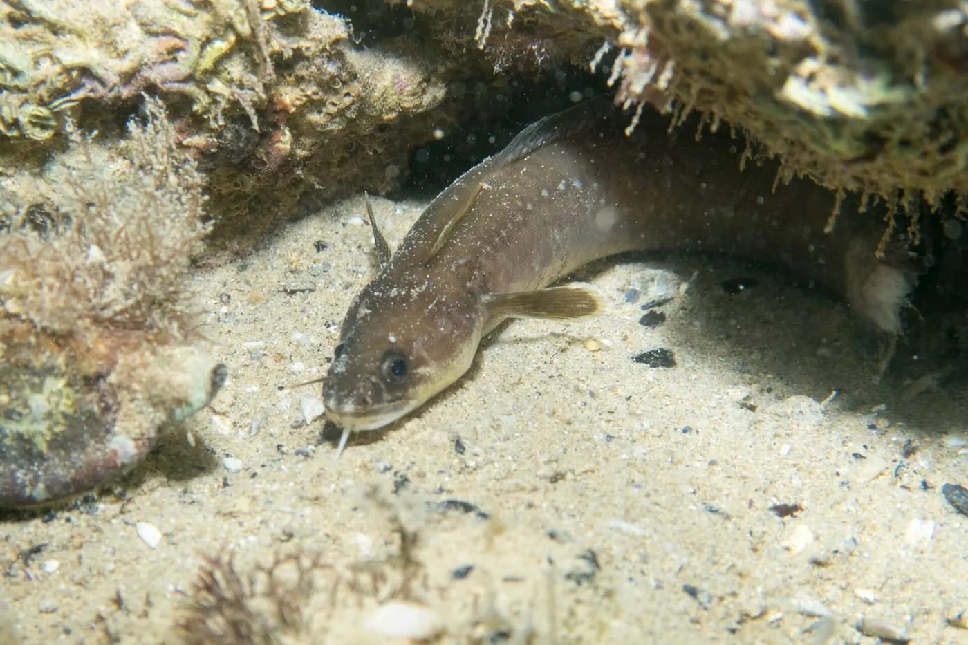 Bertorella (Gaidropsarus mediterraneus)