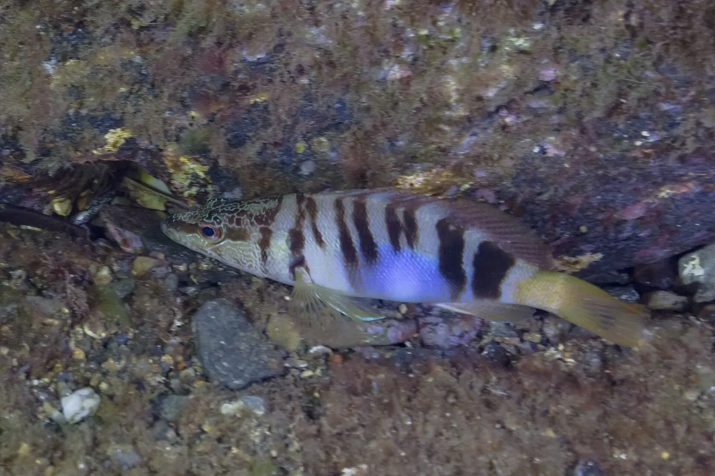 Vaca serrana (Serranus scriba)