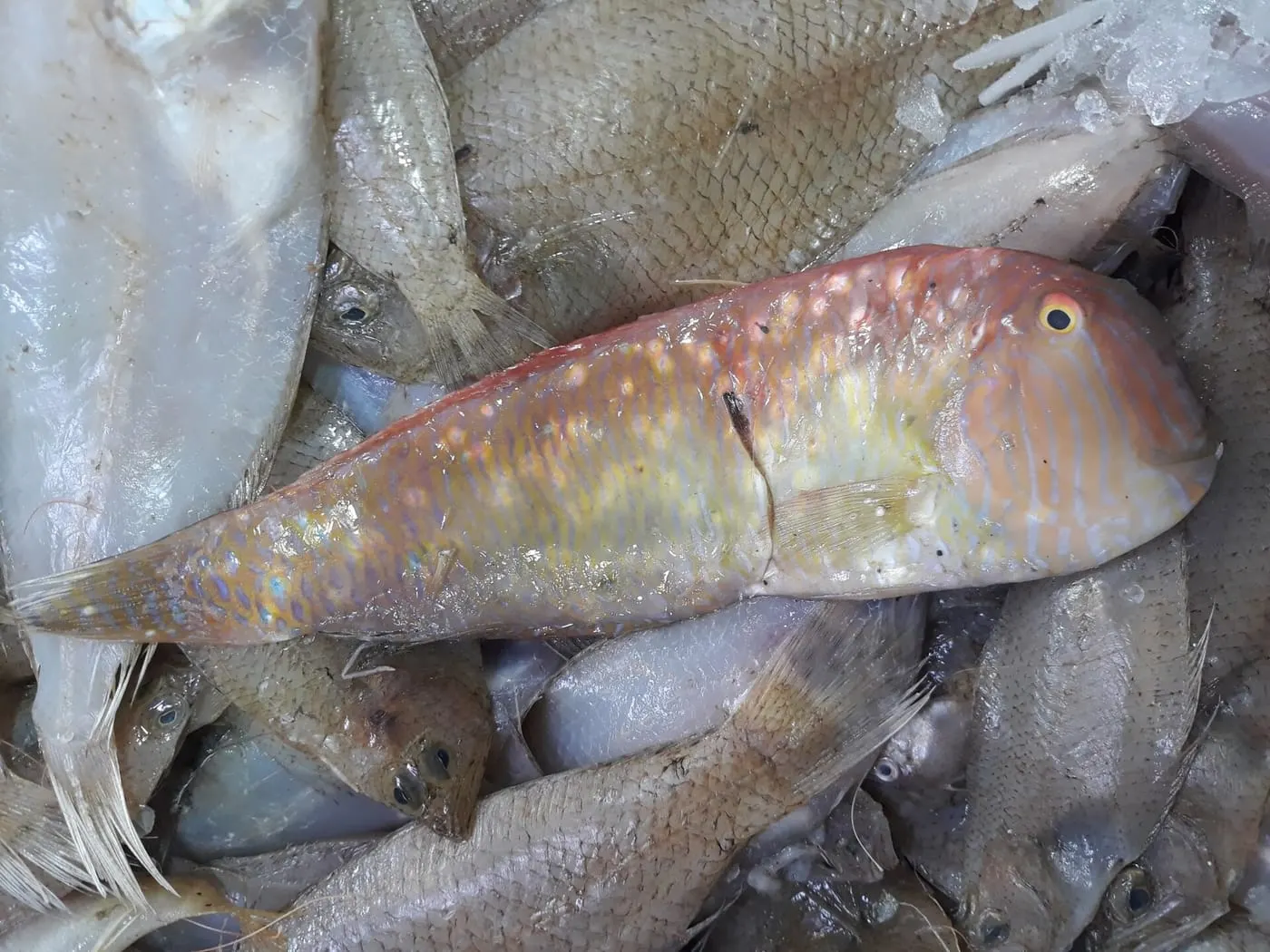 Raor (Xyrichtys novacula)
