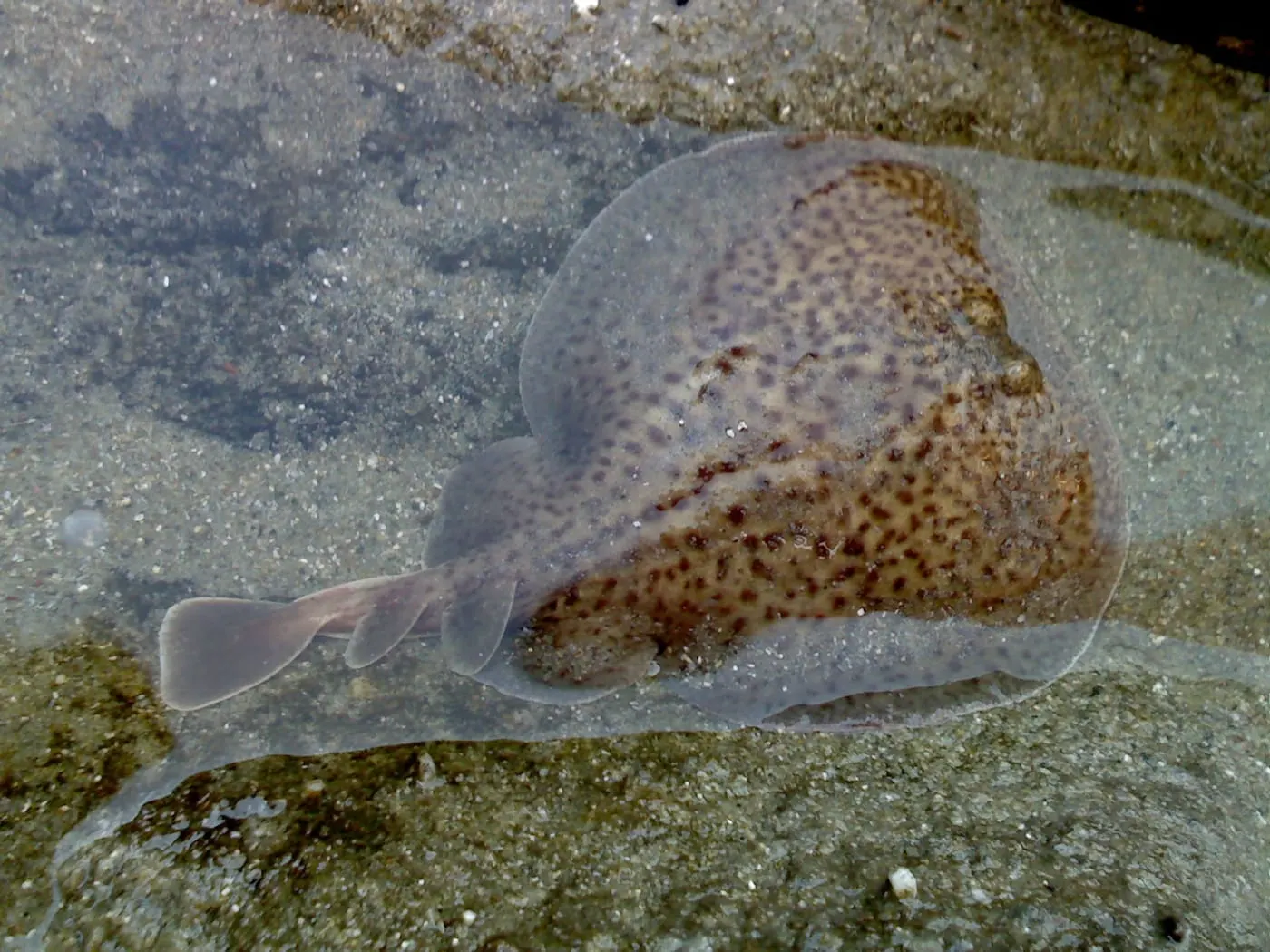 Vaca tremolosa (Torpedo marmorata)