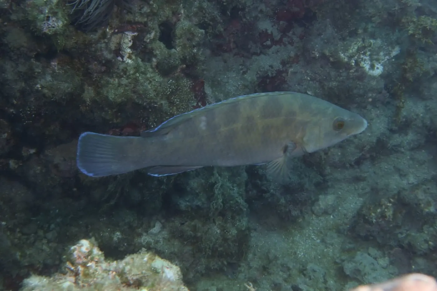 Tord negre (Labrus merula)