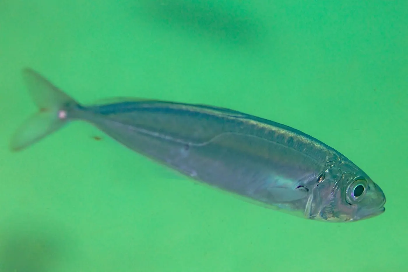 Sorell (Trachurus trachurus)
