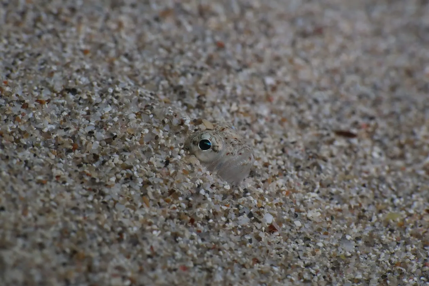 Aranyó (Echiichthys vipera)