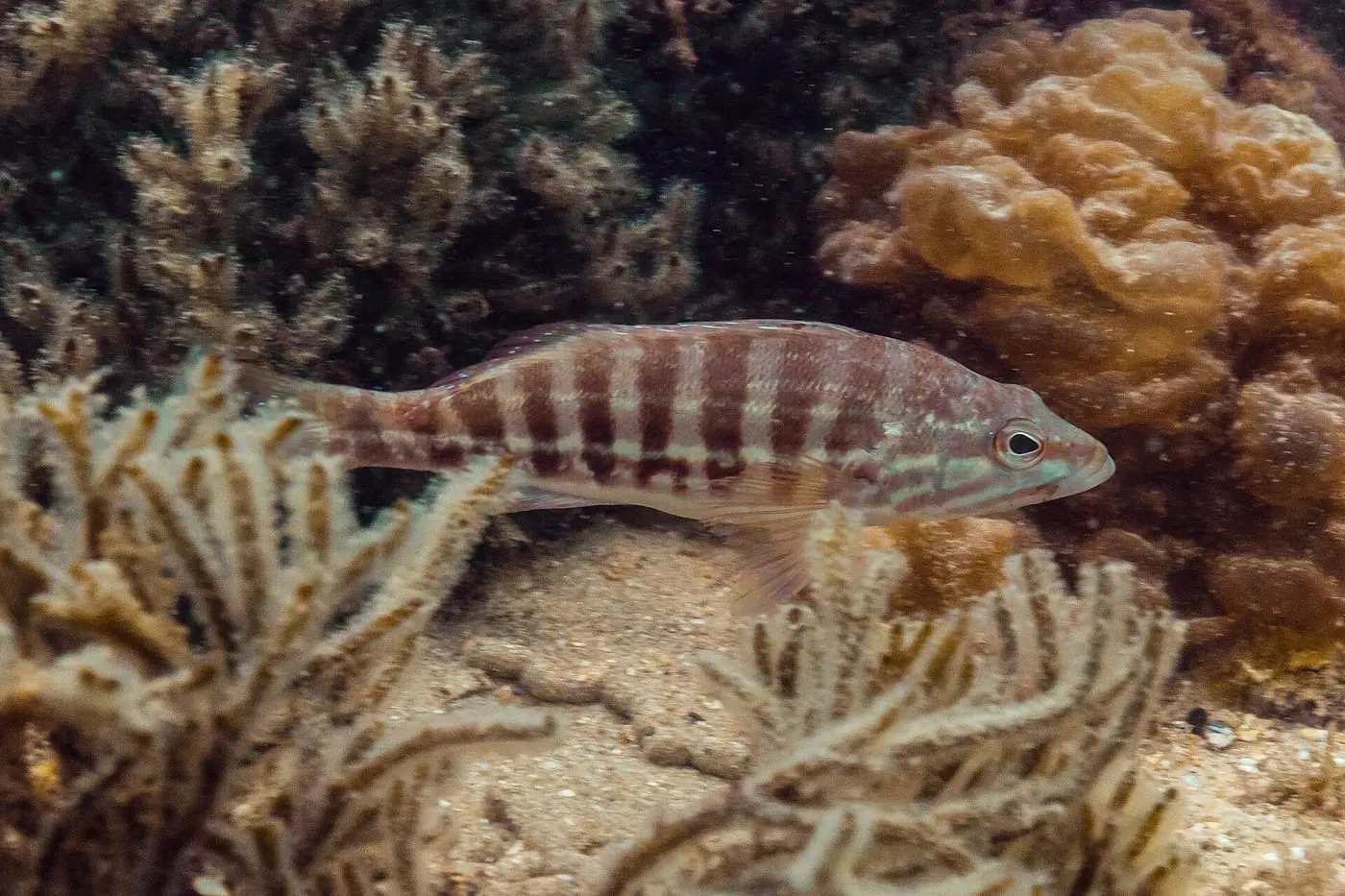 Cabrilla (Serranus cabrilla)