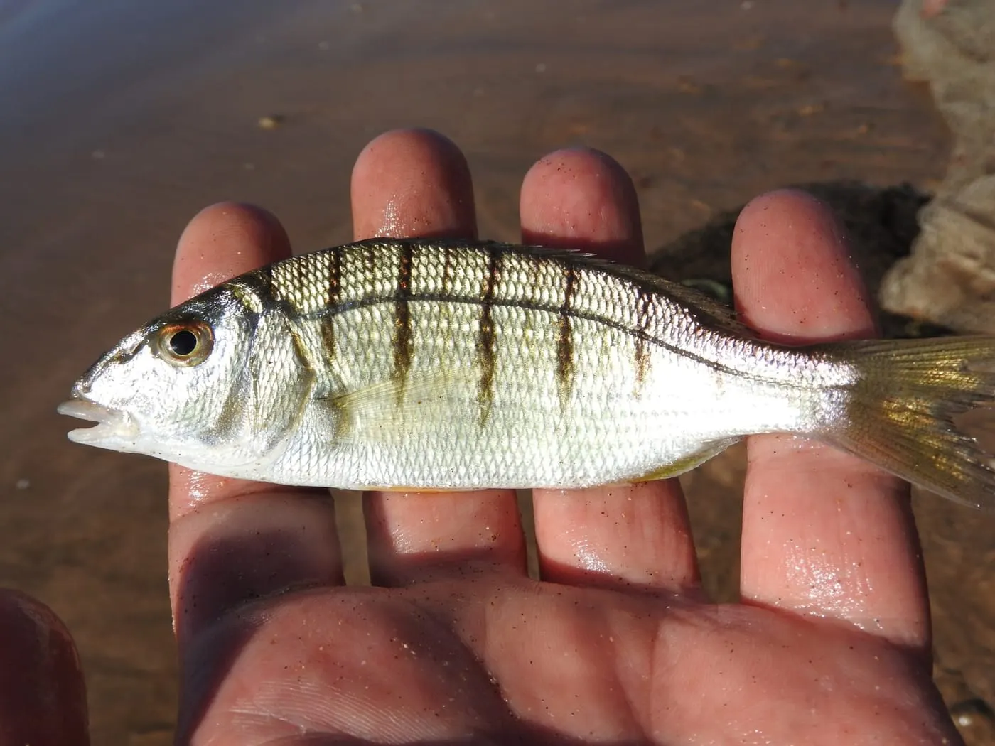 Mabre (Lithognathus mormyrus)