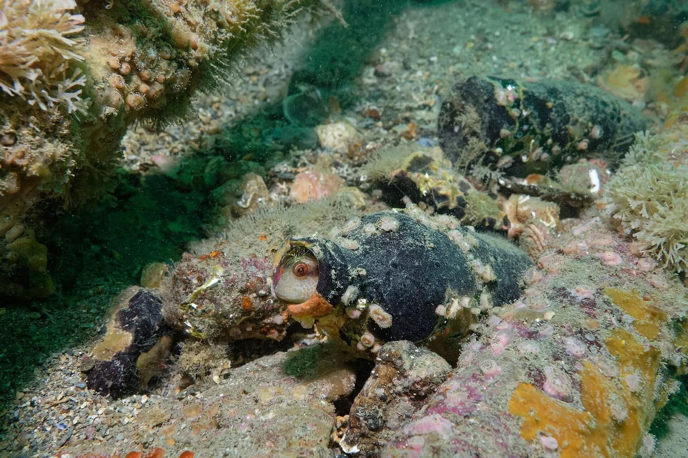Bavosa cornuda (Parablennius gattorugine)