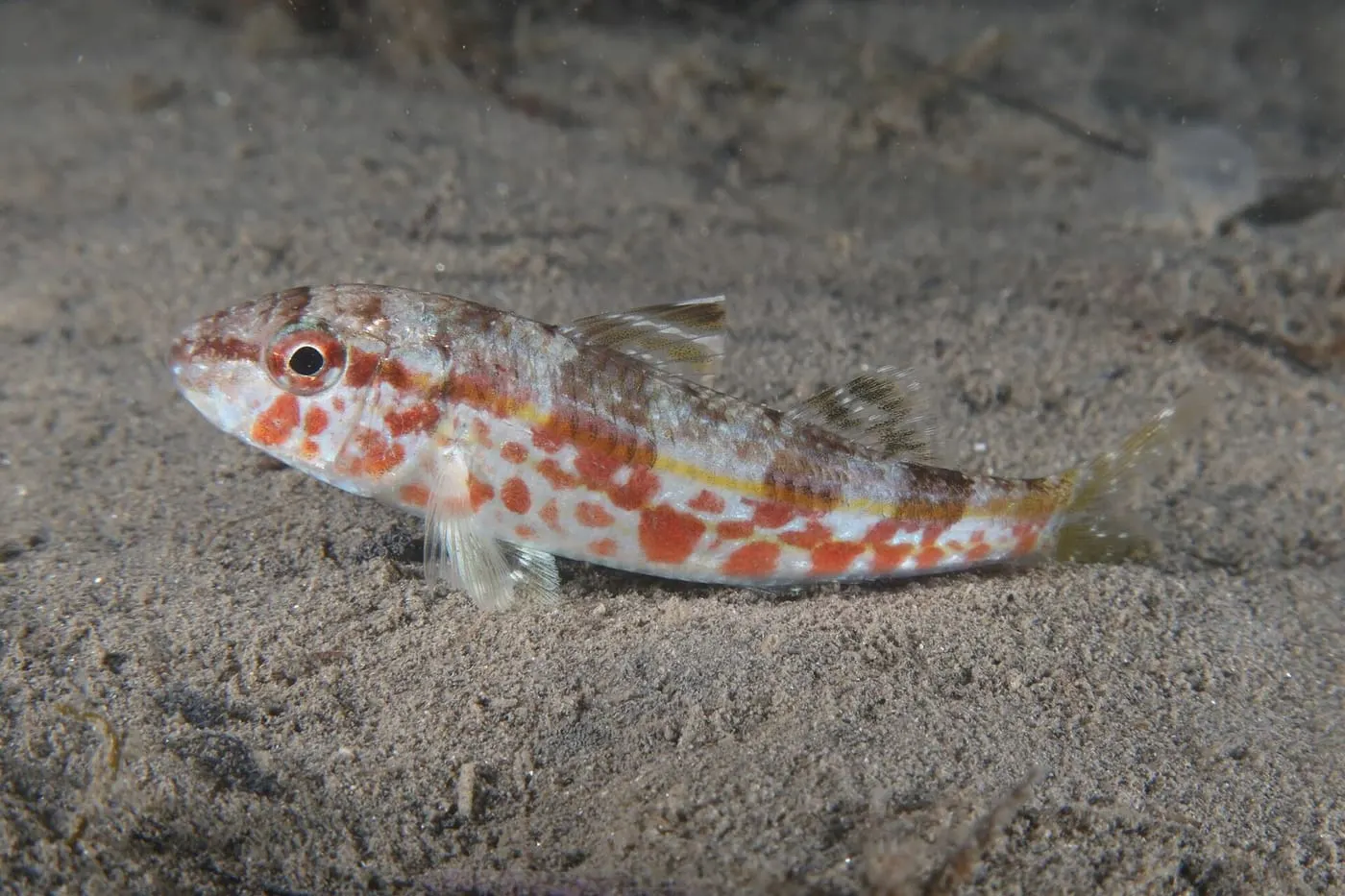 Moll de roca (Mullus surmuletus)