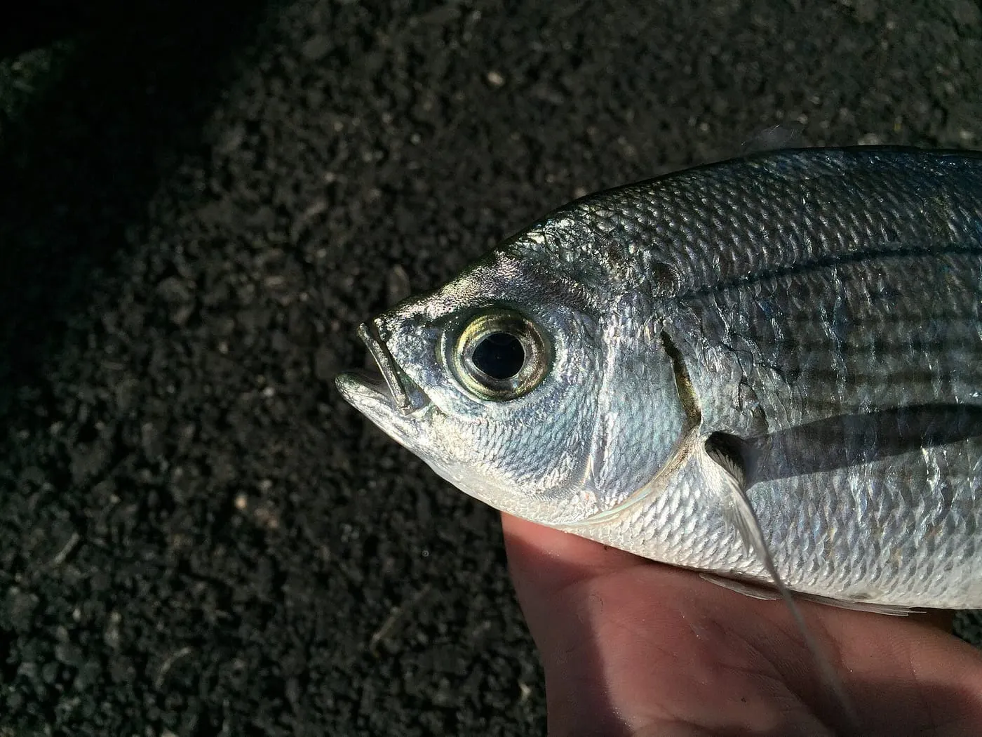 Oblada (Oblada melanura)