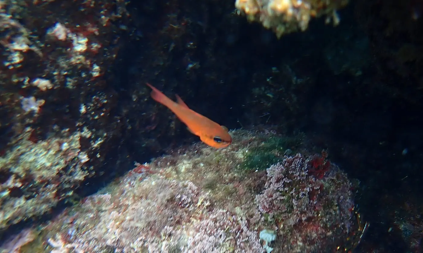 Mare d’anfós (Apogon imberbis)