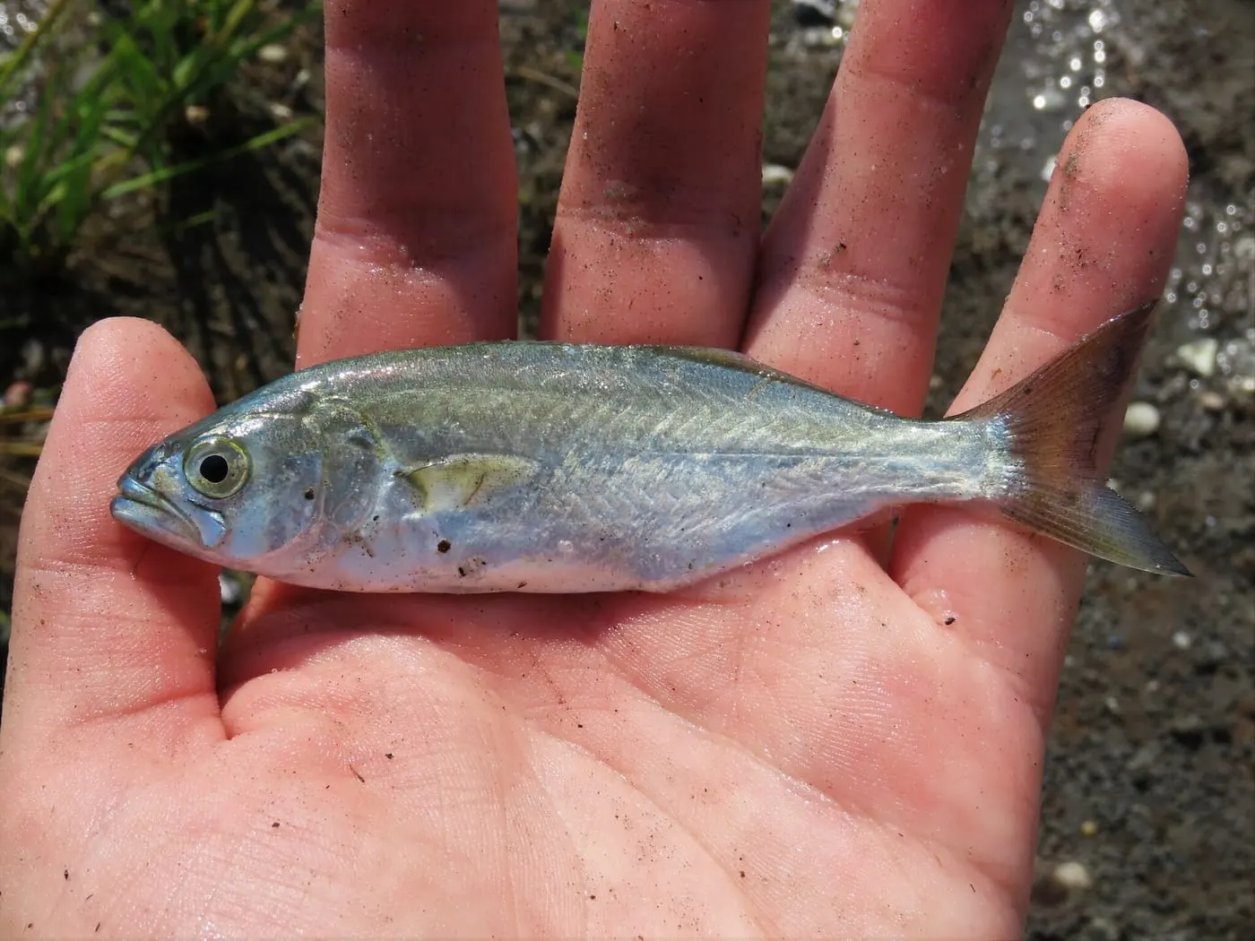Tallahams (Pomatomus saltatrix)