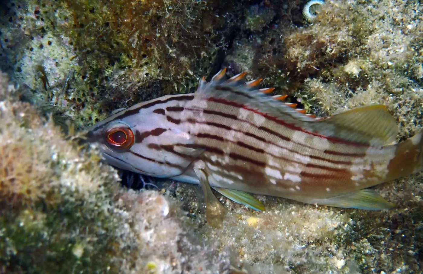 Anfós llis (Epinephelus costae)