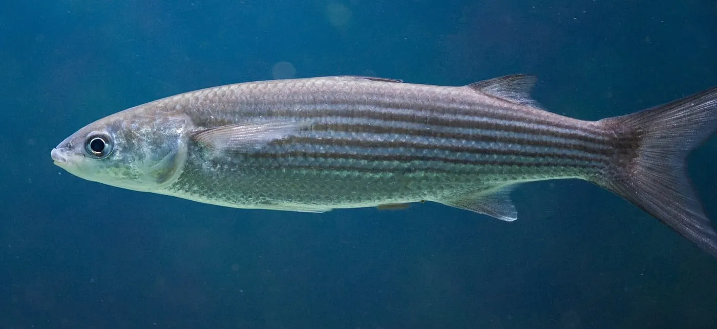 Llissa vera (Chelon labrosus)