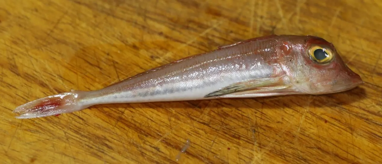 Lluerna rossa (Chelidonichthys lucerna)