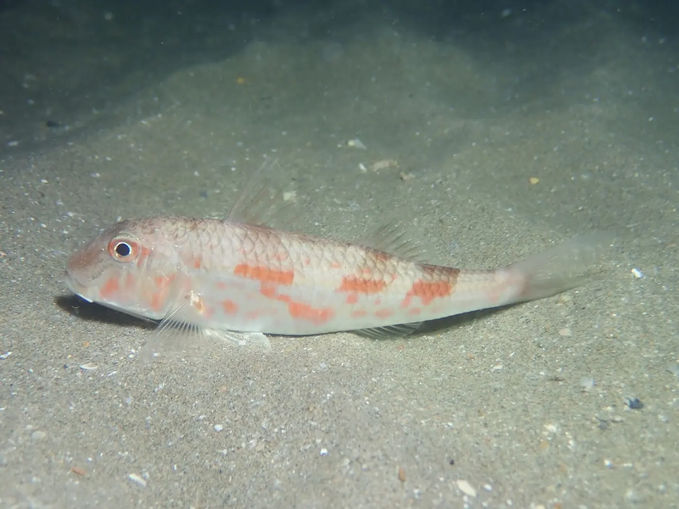 Moll de fang (Mullus barbatus)