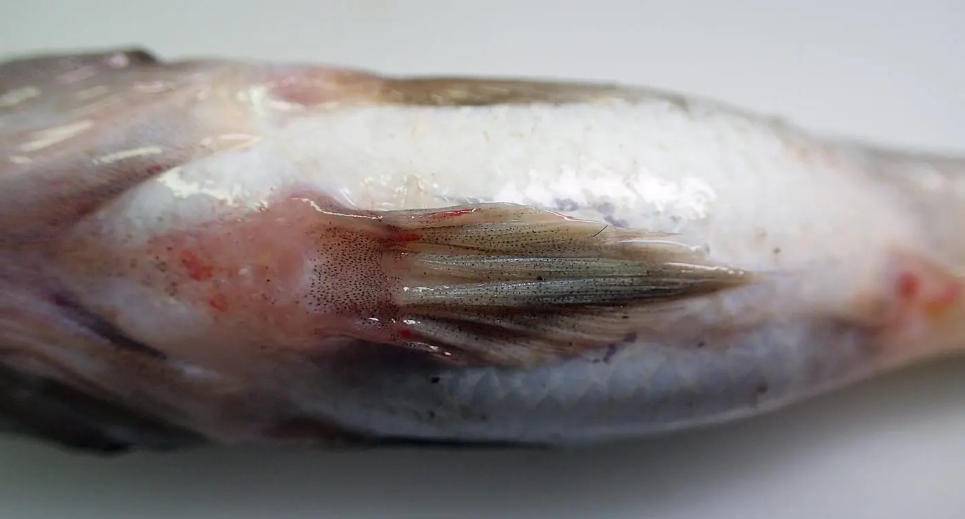 Cabot de fang (Gobius niger)