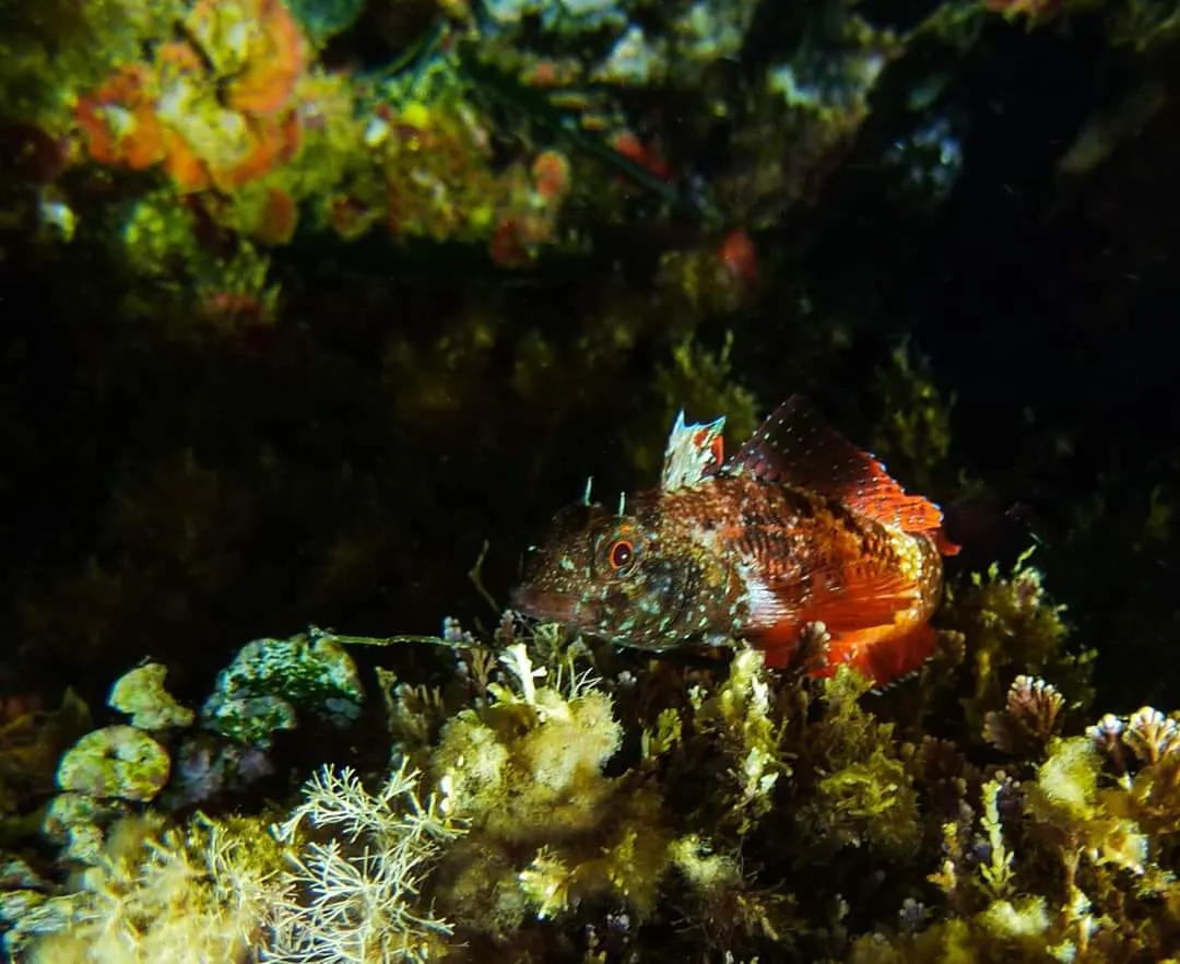 Bavosa morruda (Tripterygion tripteronotum)