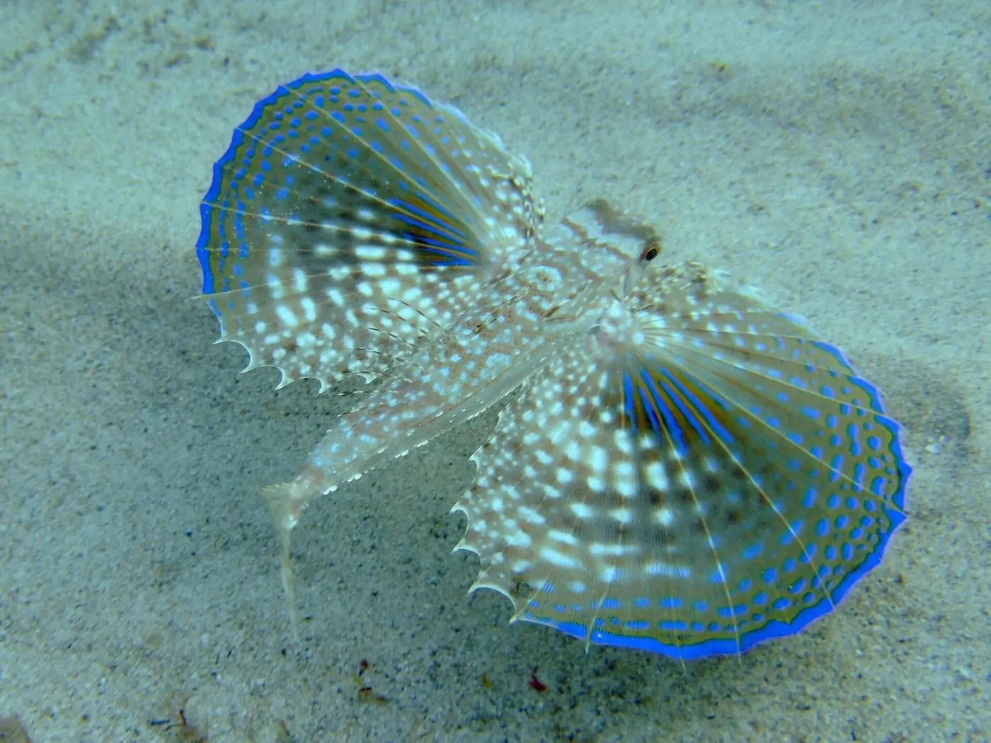 Verat volador (Dactylopterus volitans)