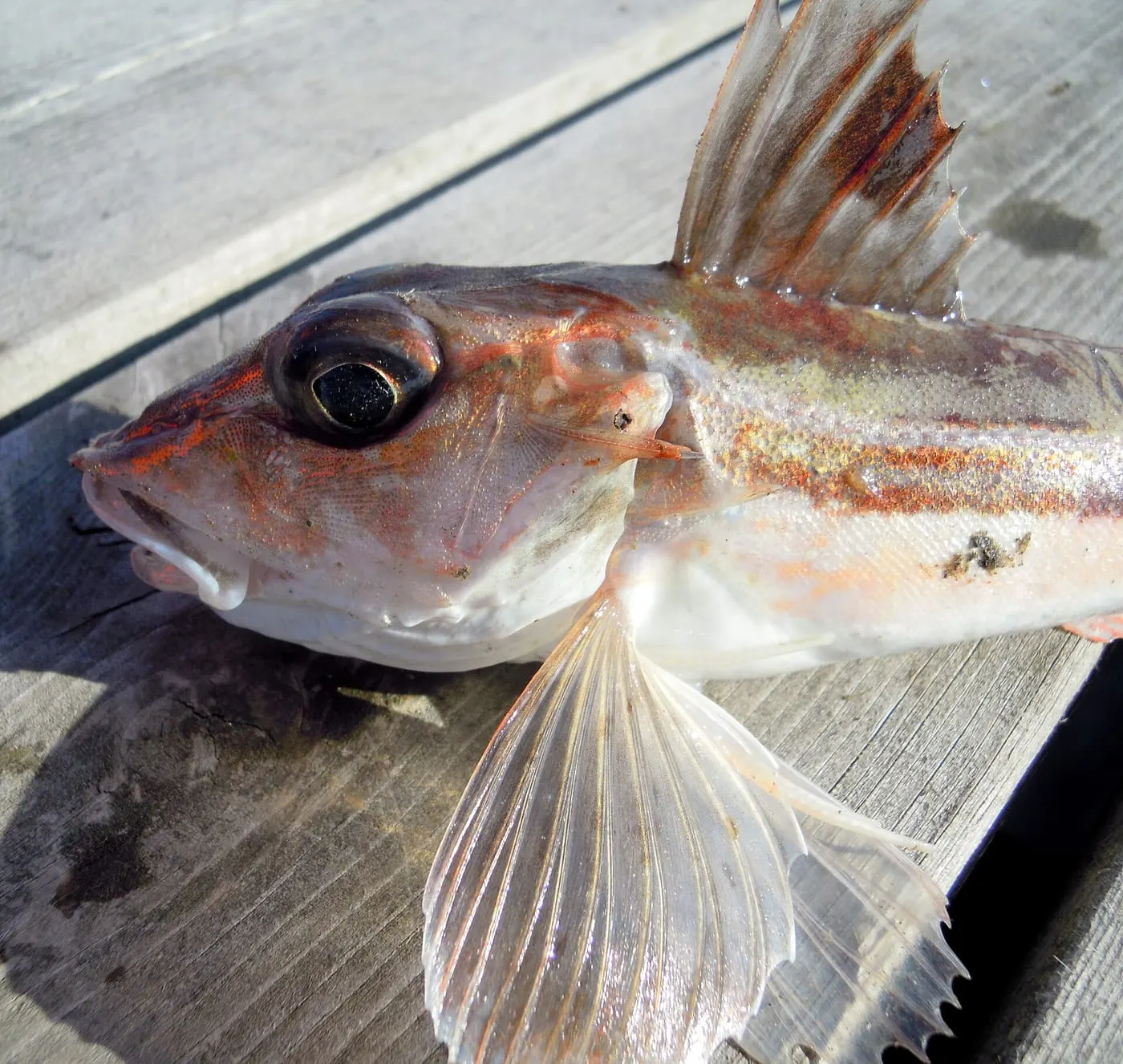 Lluerna verda (Eutrigla gurnardus)