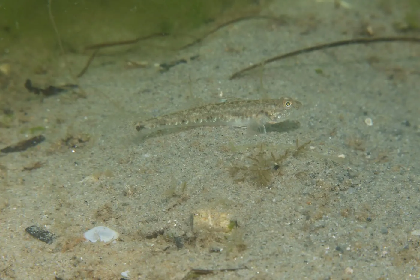 Gobi menut (Pomatoschistus minutus)
