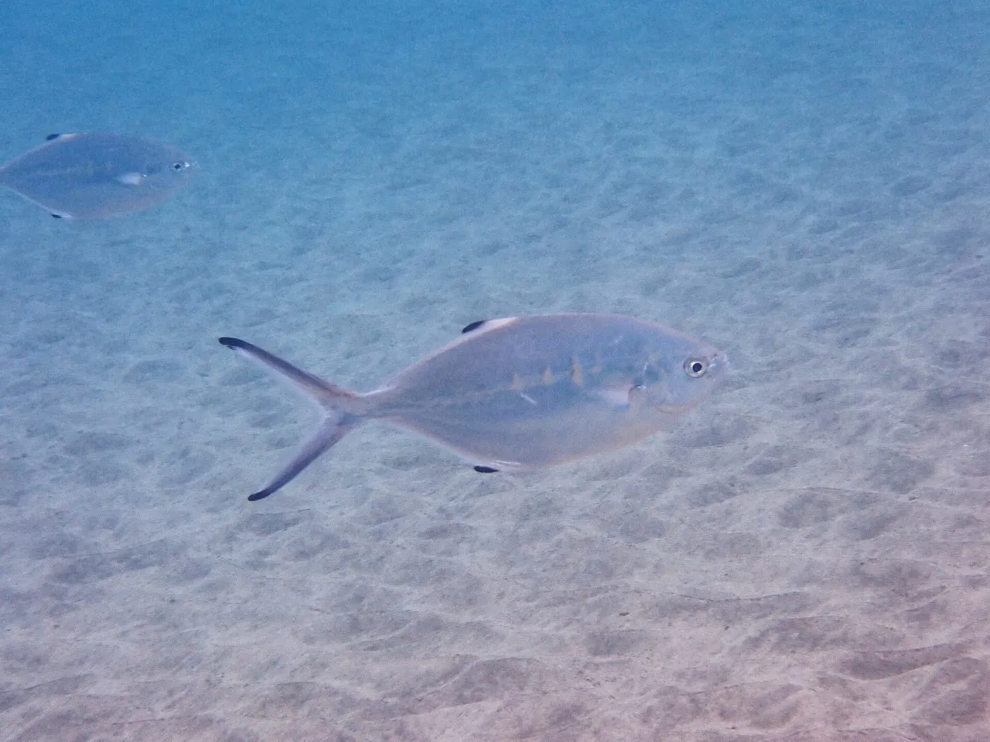 Palomida blanca (Trachinotus ovatus)