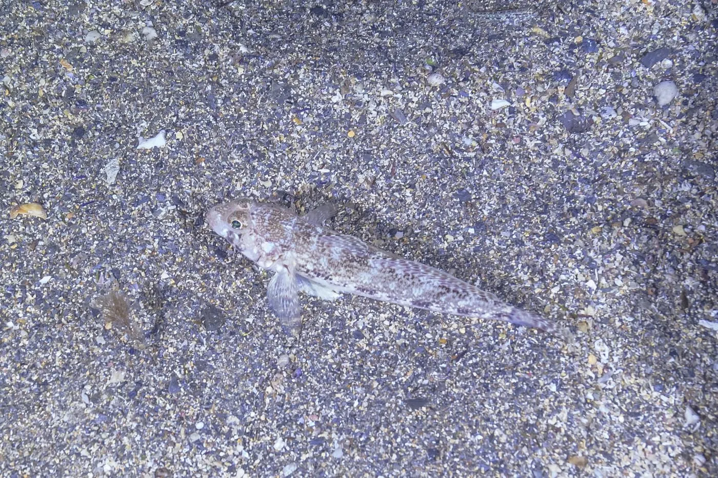 Cabot d’arena (Gobius geniporus)