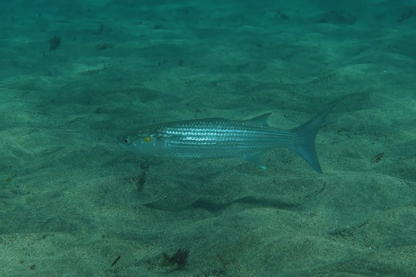 Llissa galtavermella (Chelon auratus)