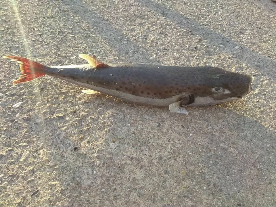 Baldufa (Lagocephalus sceleratus)
