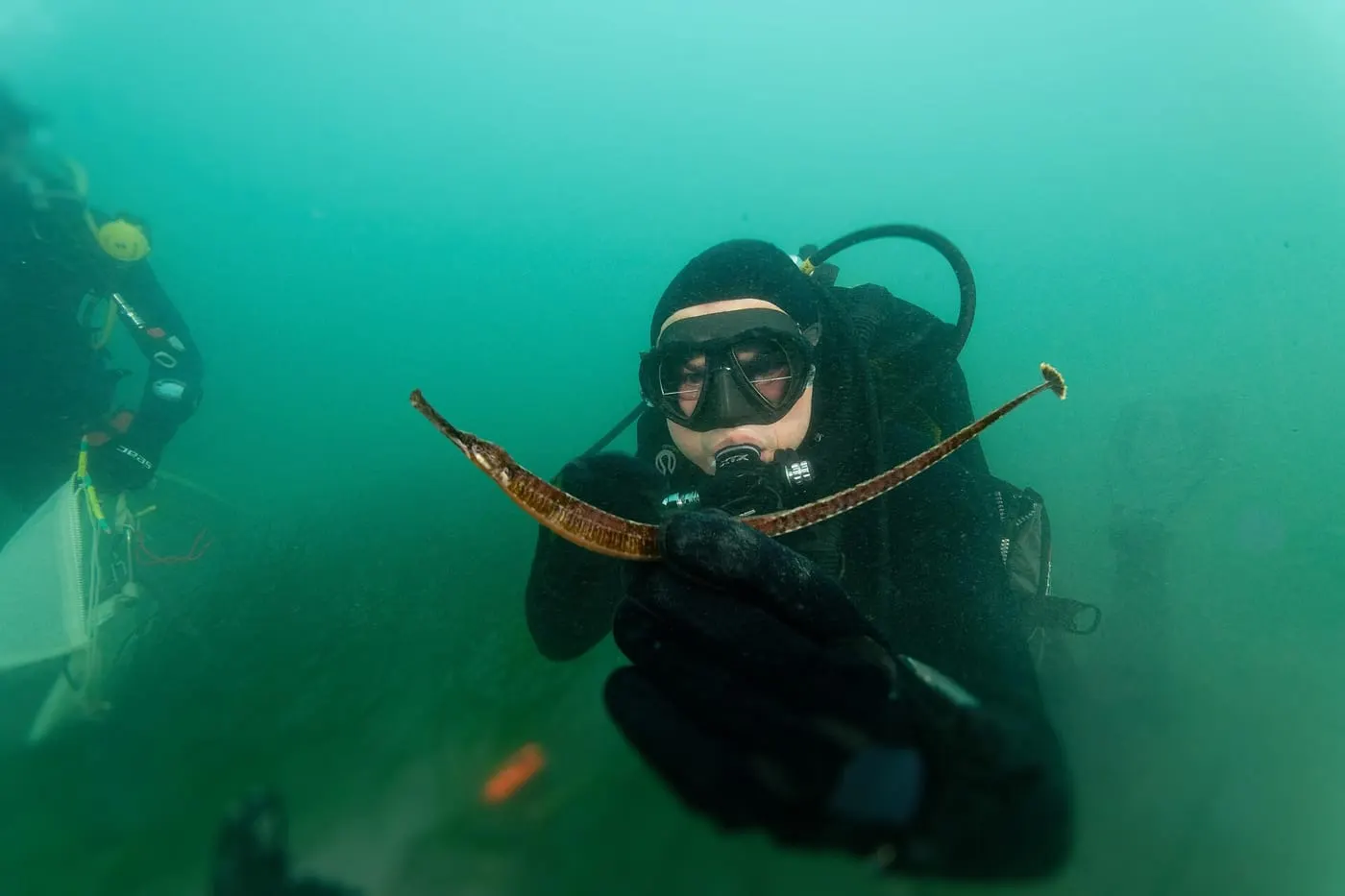 Agulleta de mar (Syngnathus acus)