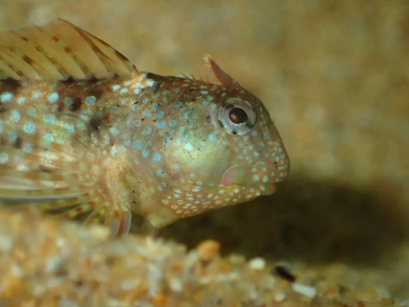 Bavosa de casquet (Coryphoblennius galerita)