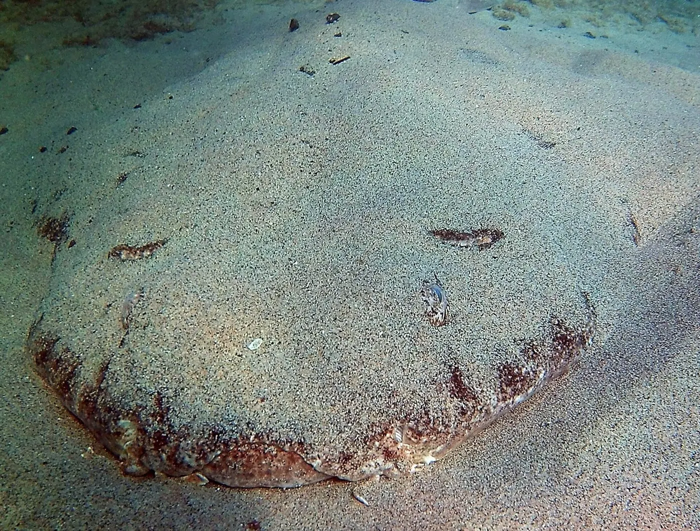 Angelot (Squatina squatina)