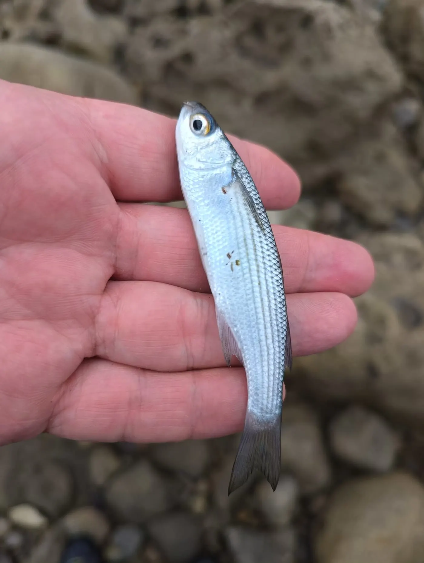 Llissa morruda (Oedalechilus labeo)