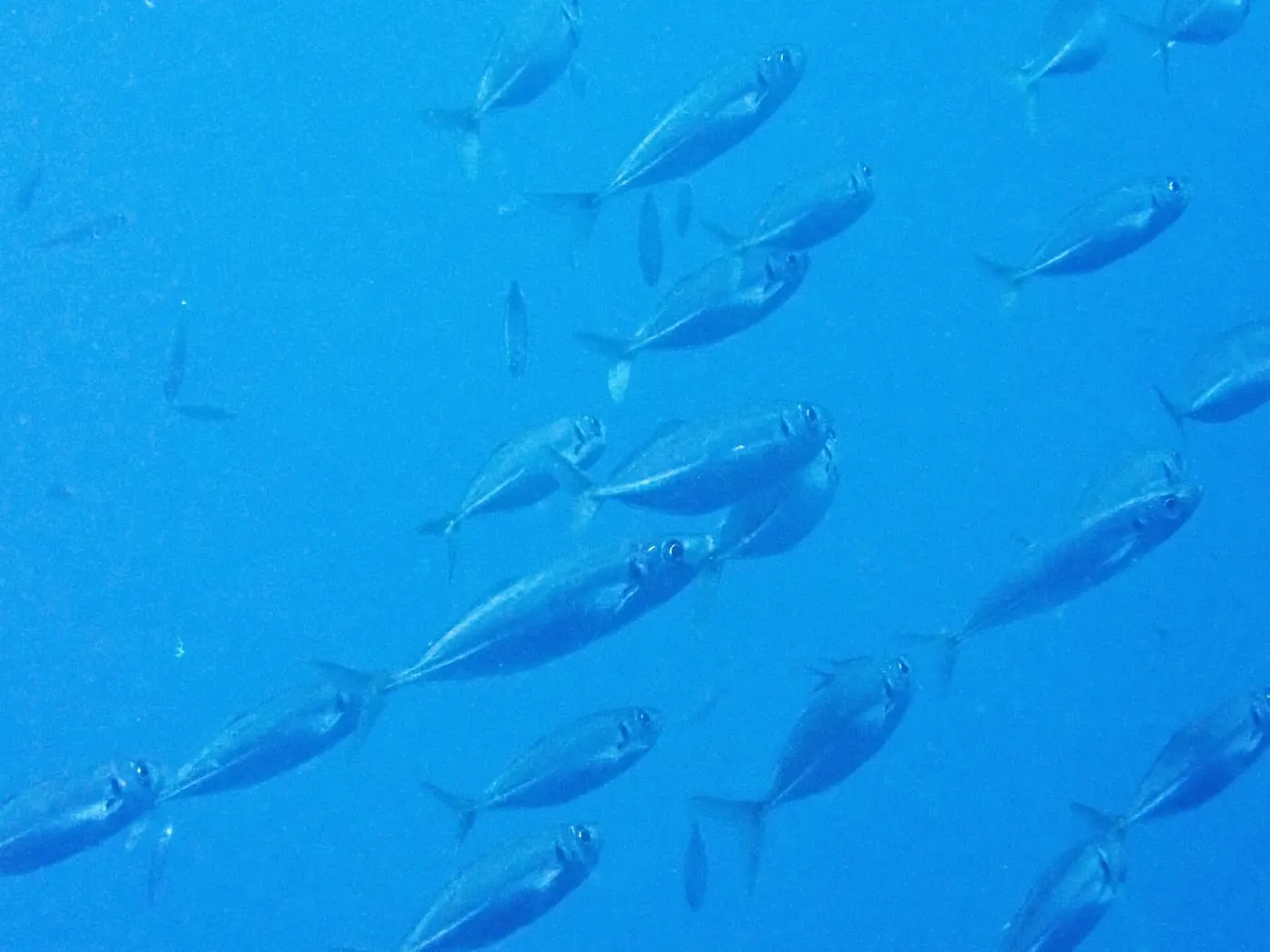 Sorell blancal (Trachurus mediterraneus)