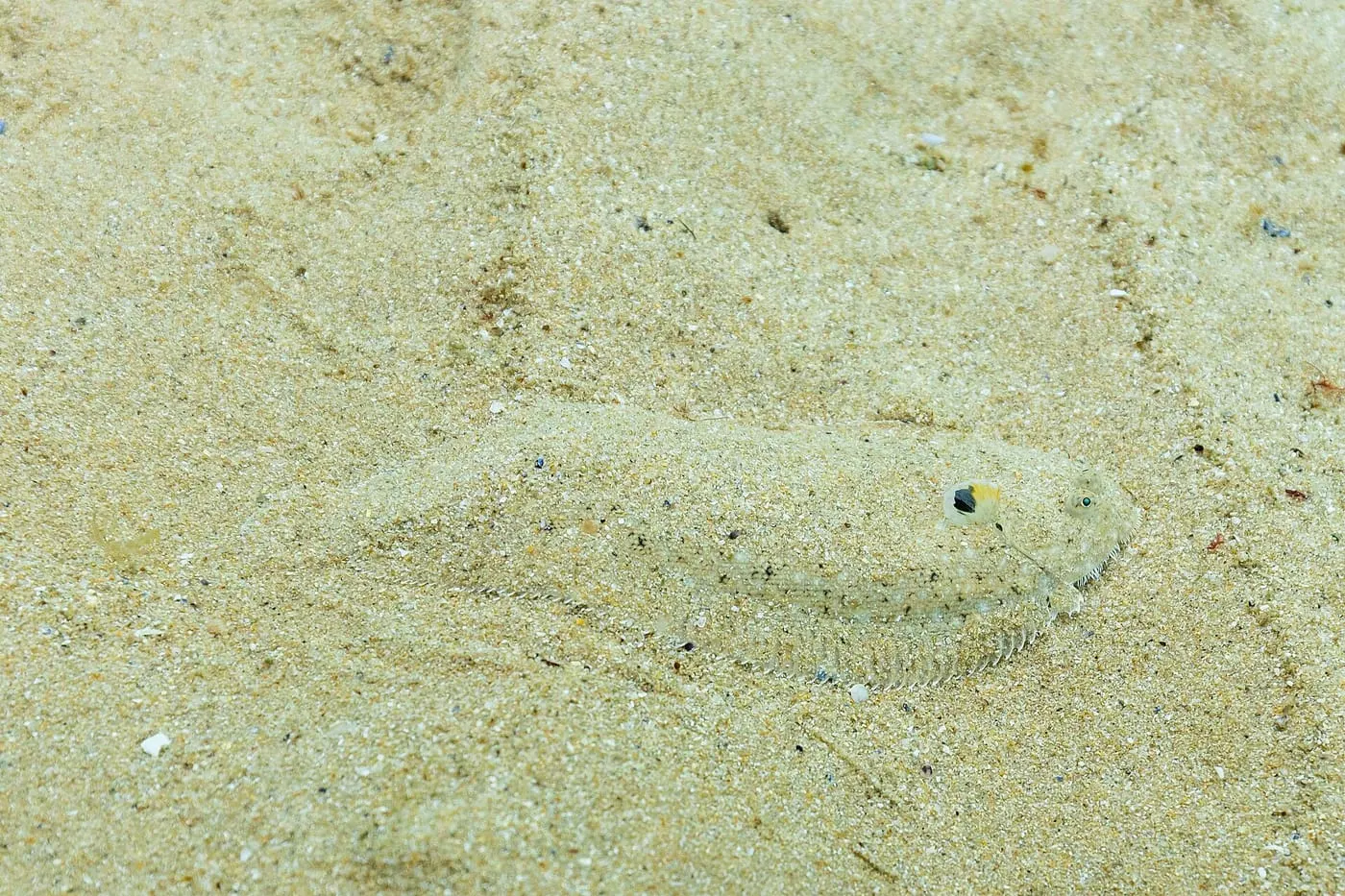 Llenguado (Solea solea)