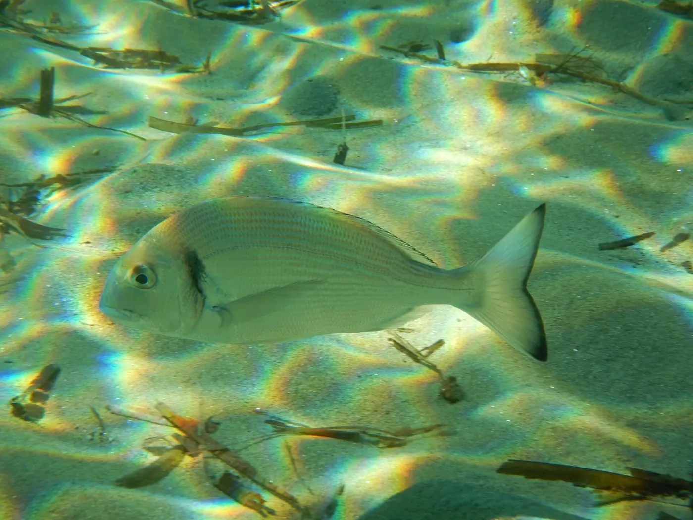 Orada (Sparus aurata)