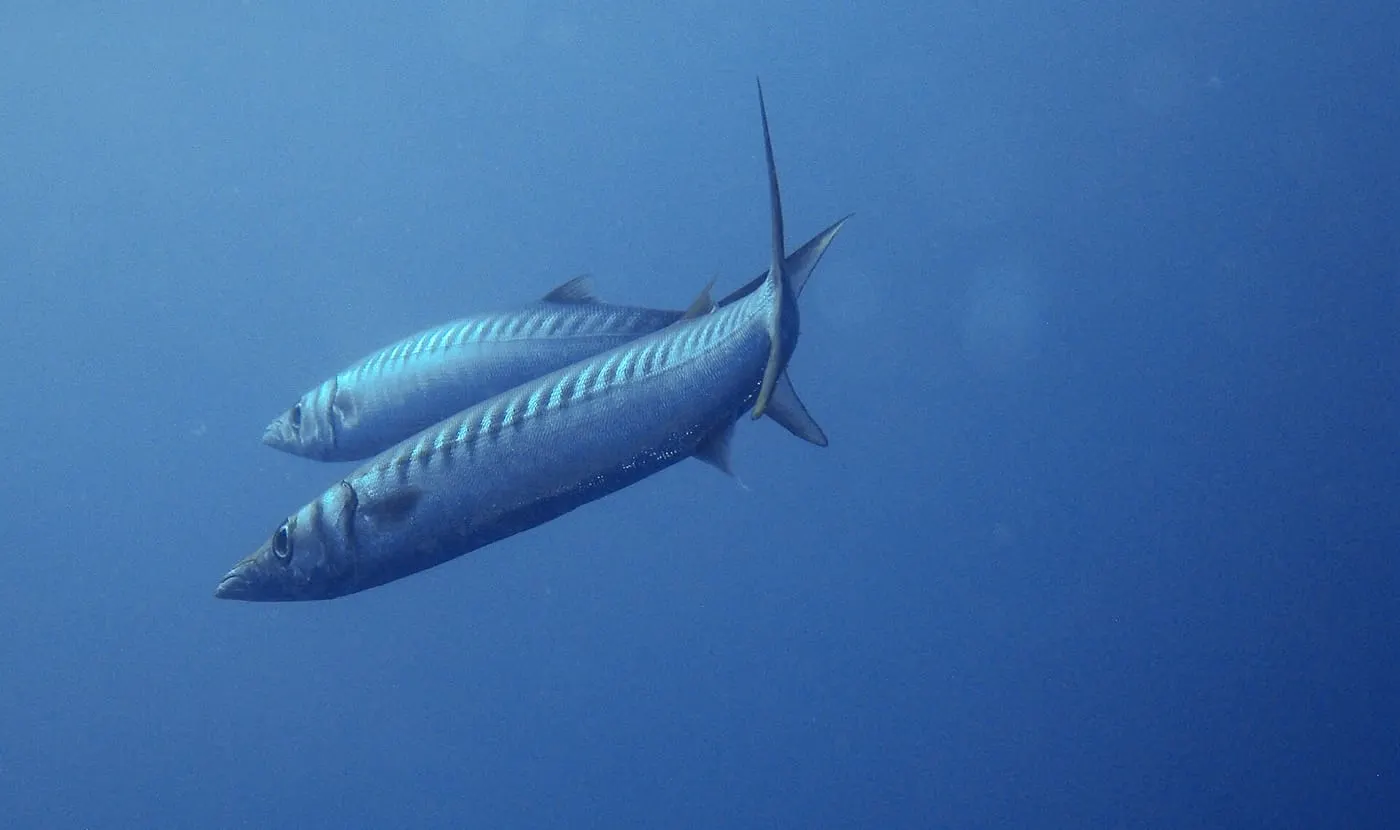 Espet imperial (Sphyraena viridensis)