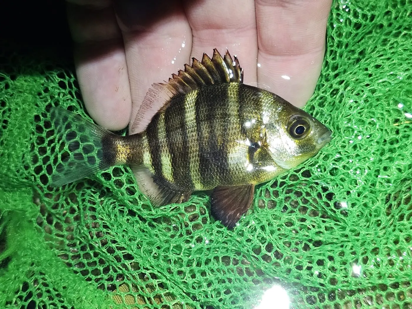 Sard imperial (Diplodus cervinus)